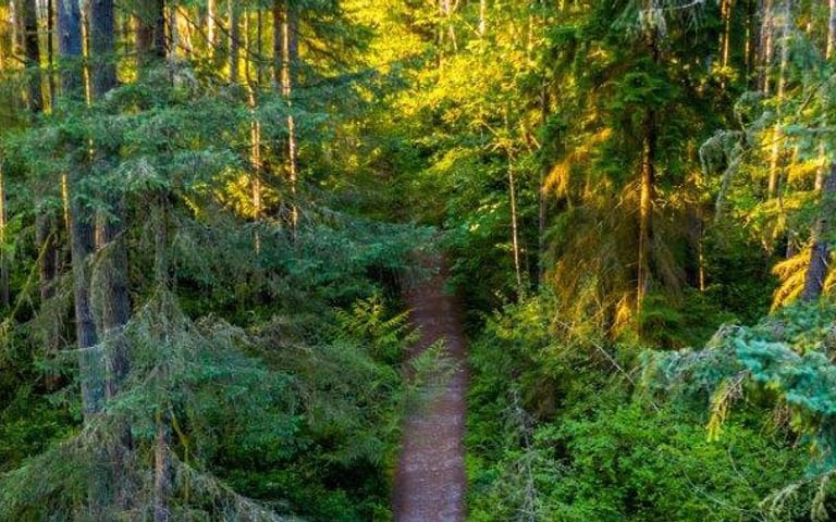 McCormick Forest Park